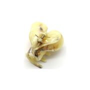 Matu sprādze dzeltena, 6cm